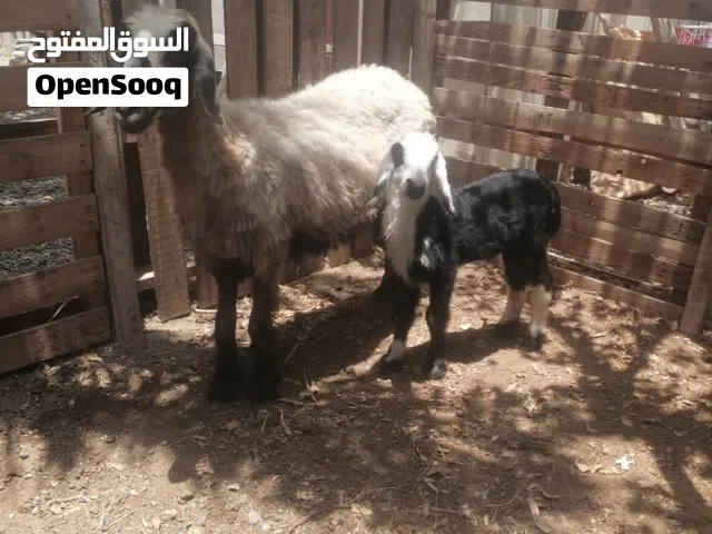 جاعده سودانيه اصل
