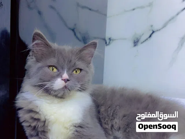 هملايا نظيفة ماتذب شعر
