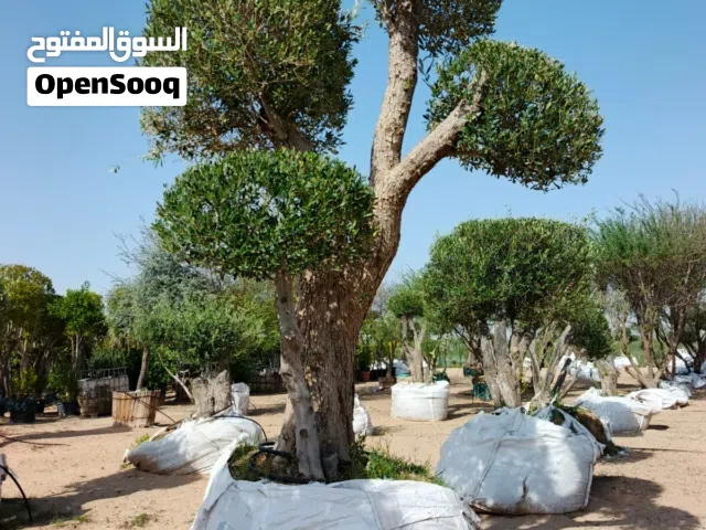 Outdoor plants & trees with many varieties and sizes and colors
