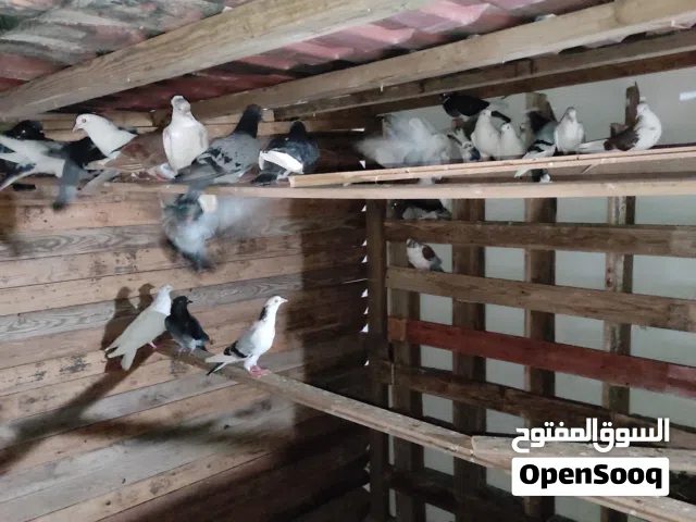 حمام عربي لي البيع الطرف بي 10 غير قابل لي النقاش