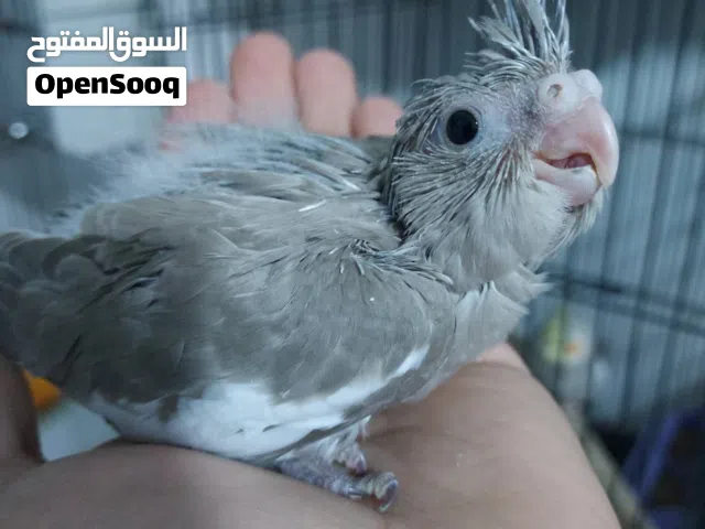 مطلوب فرخ كوكتيل للبيع مكاني بنغازي