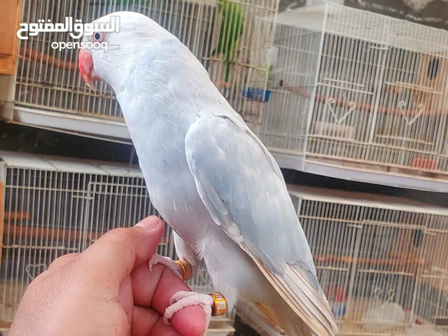 ببغاء الدره