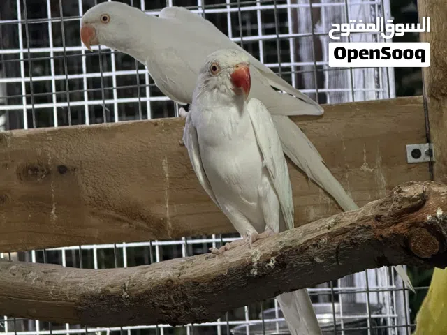 زوج دره ابيض