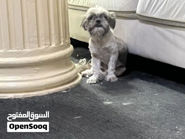 لبيع كلب شيتوز