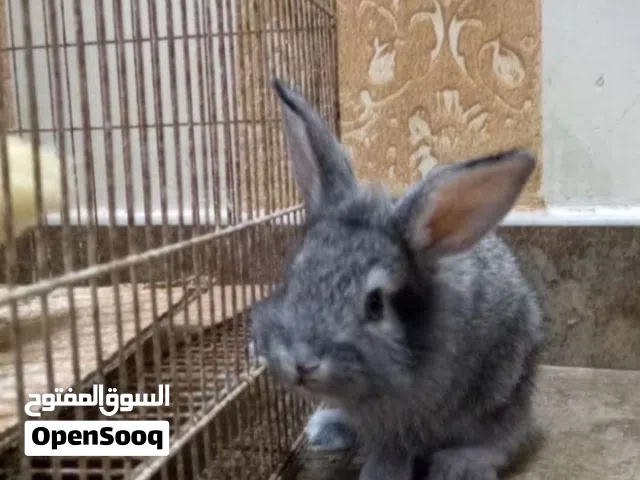 أرنب هولندي