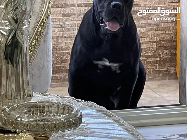 كين كورسو cane corso