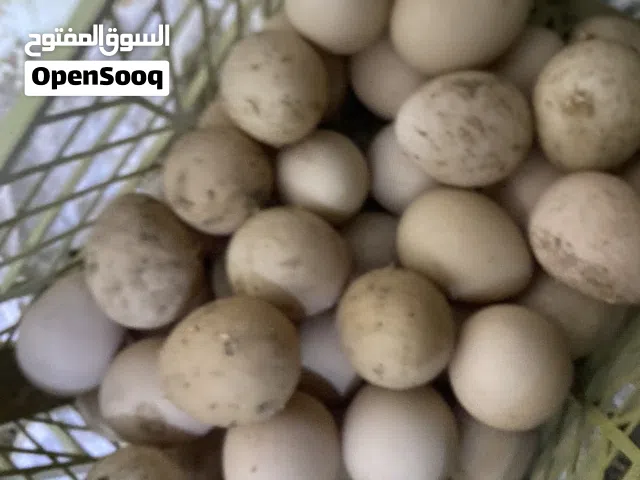 بيض دجاج حبشي