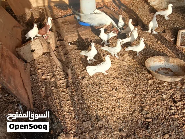حمام الحبة ريالين ونص