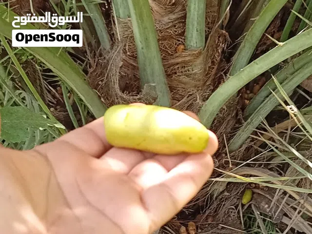 صرم نخيل نغال وخصاب