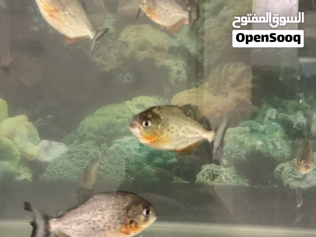 سمك بيرانا