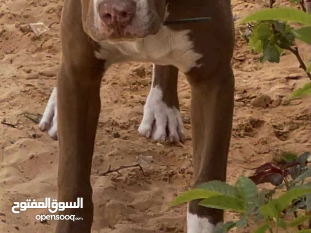 كلب للبيع نوع بيتبوول عمره 6 شهور  مكان قرجي