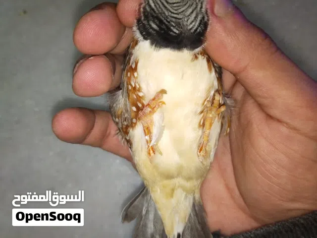 جوز مكس انجلش سوبر سوبر جامبوا مكفولات للبيع اقرا الوصف