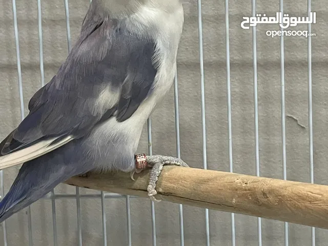طير روز للبيع بدون ملحقات بالهفوف