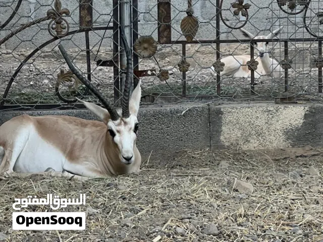 للبيع غزال ذكر