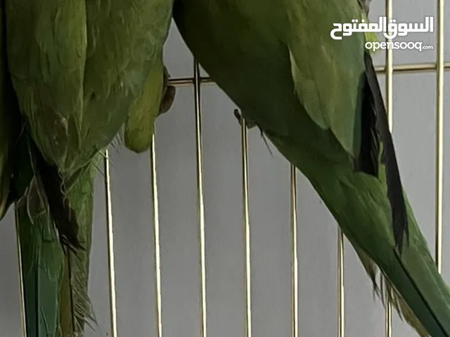 زوج ببغاء الدره الهندي  Indian Ringneck parrot pair