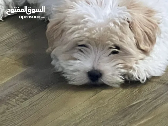 كلبة مالتيبو عمرها 3 اشهر للبيع لعوبة وذكية مناسبة للاطفال
