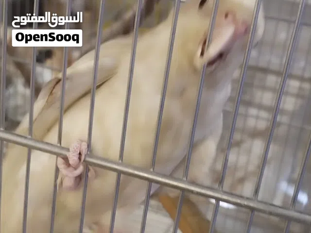 كوتيل الفينو أليف بي مجال للطيبين الوصف مهم