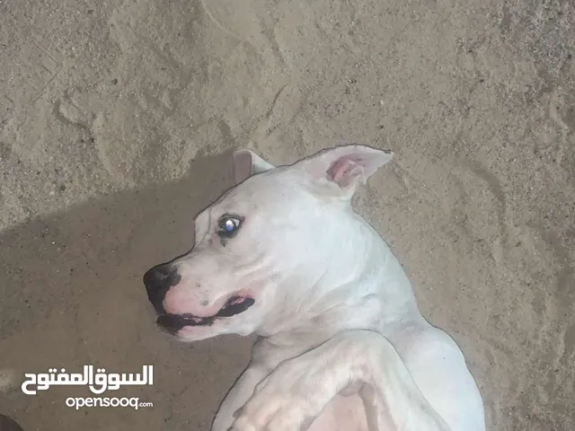 للبيع نثيه دوقو ارجنتينو