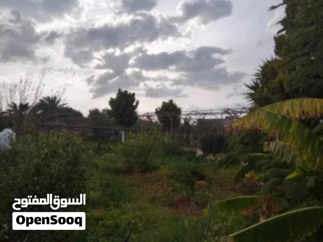 مزرعة للبيع في بوهادي - مساحة 7,979 متر - موقع مميز على شارعين (شارع قطران وشارع بيسته) - قريب