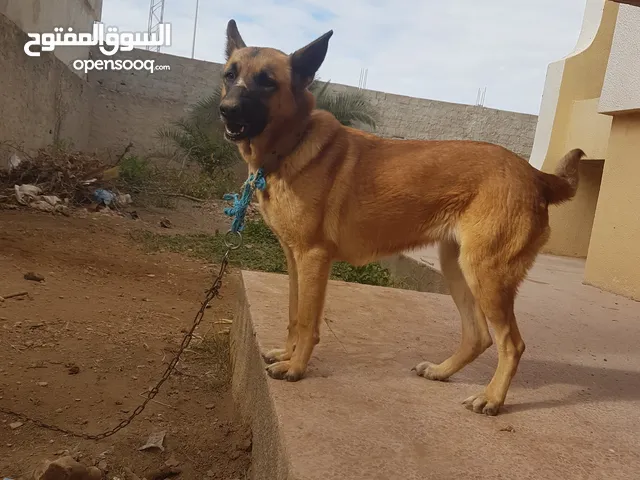 is the english mastiff legal in tunisia