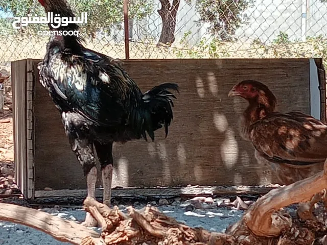 موجود بيض بناديق باكستاني