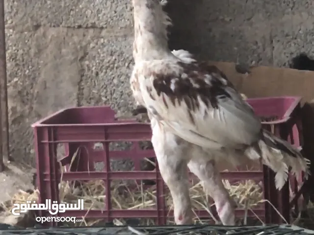 ديك شامو كراس سندي...........................................................................