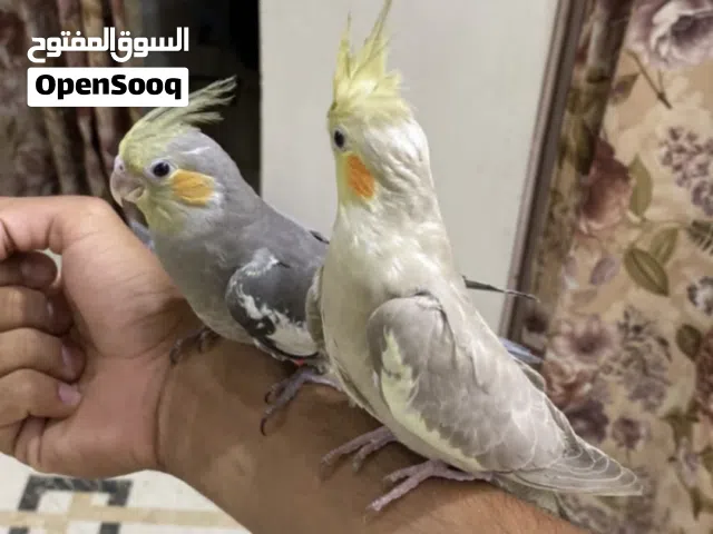 تابع الوصف