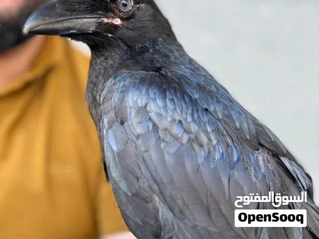 اغراب الرايفن الاسود
