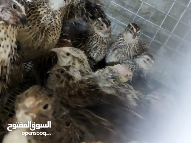 سمان بياض سعر الواحد 2500 سعر الذكور الواحد 1500 بيض طائر السمان للكل وتفقيس 24بيض 3الاف