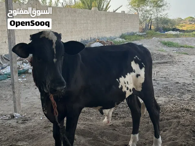 للبيع عجل نمساوي