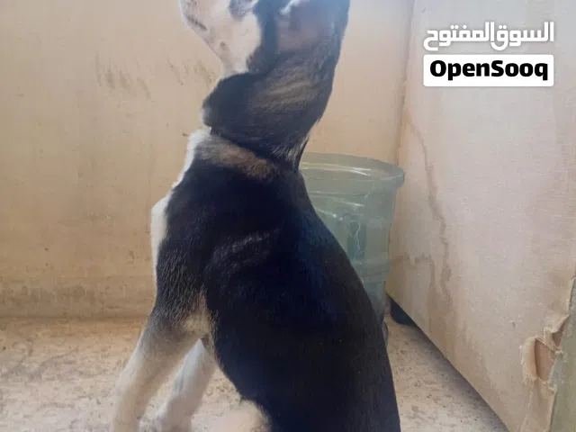 كلب هاسكي العمر 3 شهور صغير الحجم
