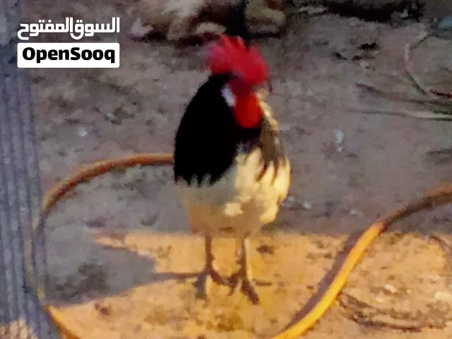 ديج فورويك ابيض واسود