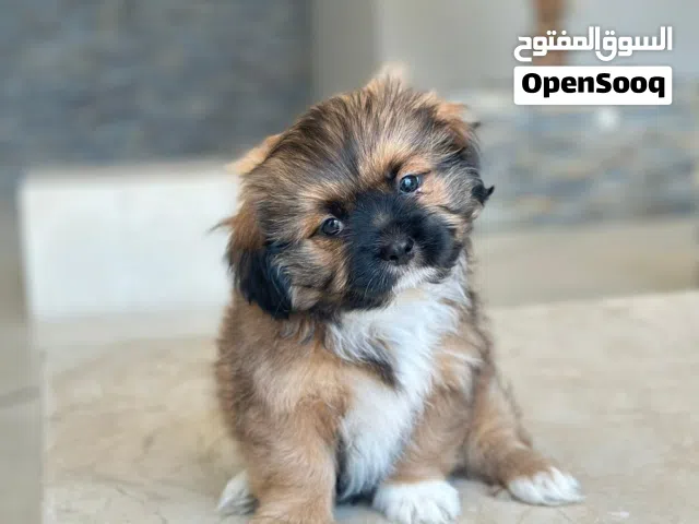 كلب للتبني شيتزو العمر ثلاثة شهور أنثى female shetzu for adoption 3 months old