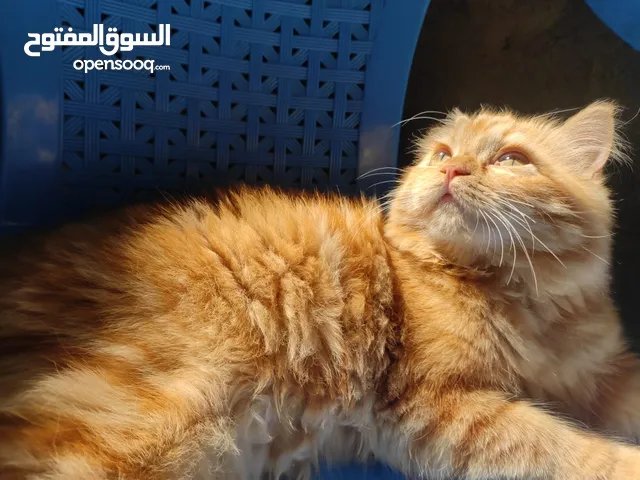 قطط شيرازي للبيع الام حامل وياهه بتهه عمرهه 4