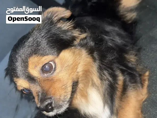 للبيع كلب فصيلة شيواوا متدرب وجاهز الجنس ذكر