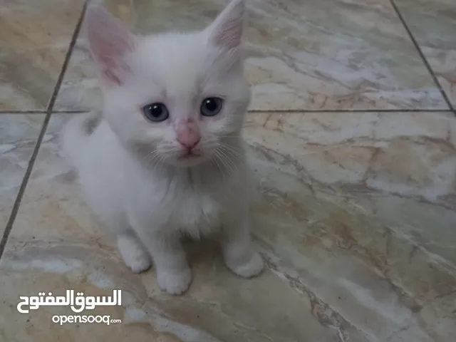 بيع قطط ثلاث ايناث العمر شهرين