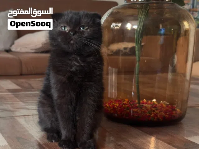 بيع قطط سكوتش فولد صغيره