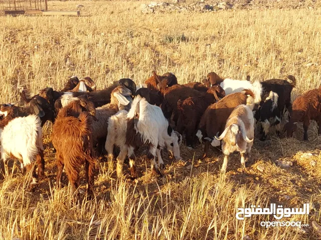 جديان الموقع الكرك