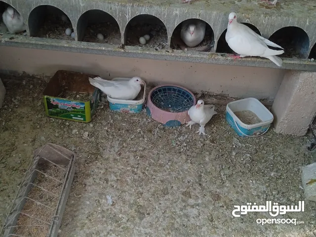 حمام فرنسي