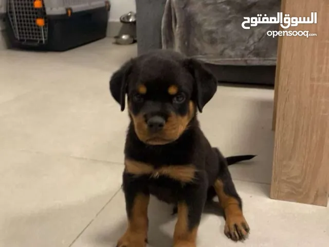 Rottweiler puppies جراوي روت وايلر
