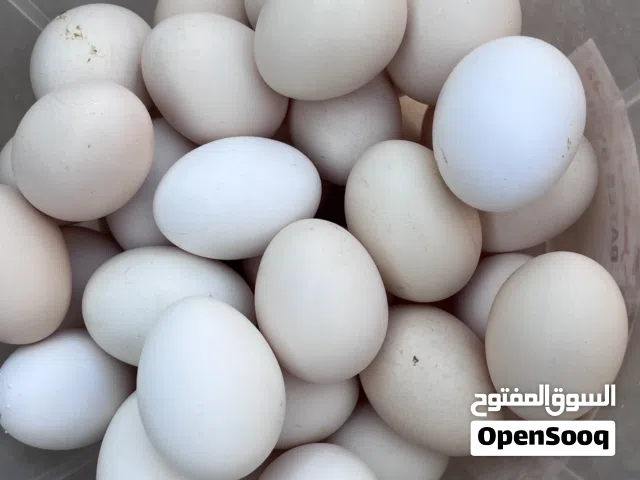 بيض عماني طازج للبيع
