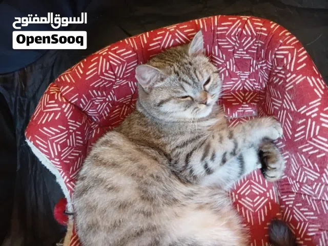 قطه بريتش للتبني