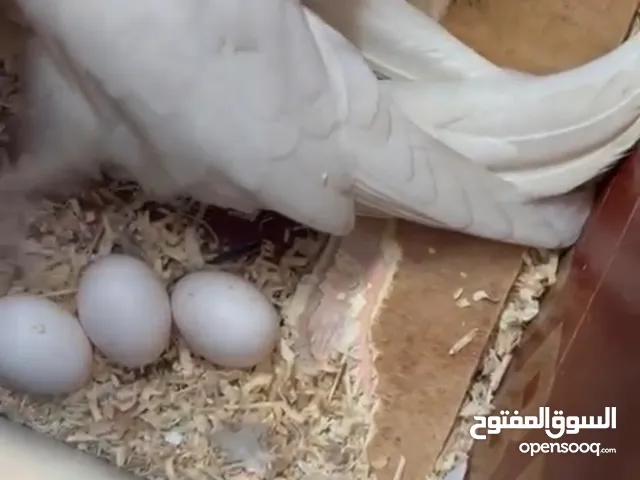 للبيع كوكتيل مبيضات