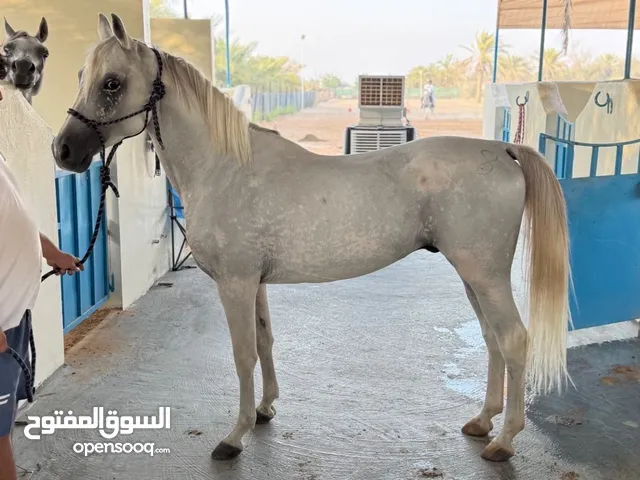 فحل قدره جواز واهو ( زعيم ورسان )