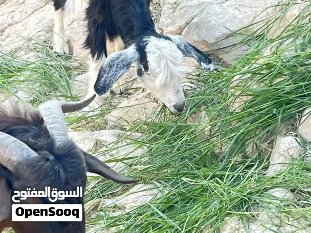 سخله سعيديه