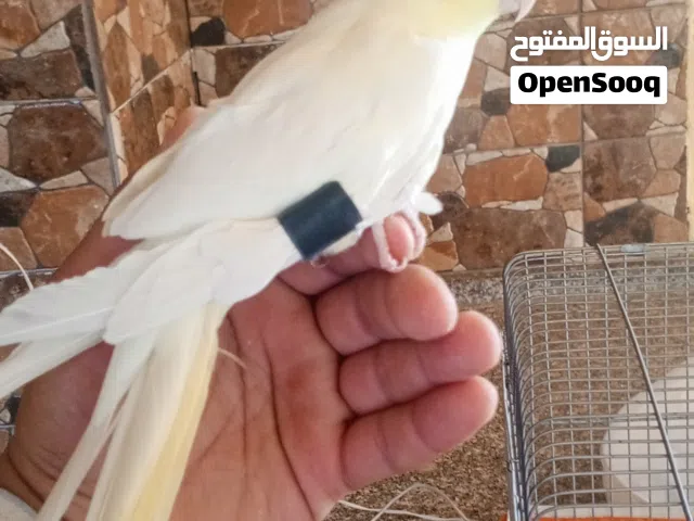 بغباء كوكتيل اليف 100% لعوب وبغني حجمه جانمبو ريشه كامل