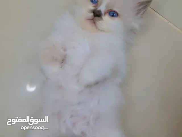 قطط صغيرة للتبني