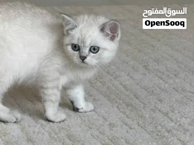 2 انات ستريت لونج هير وشورت هير كل وحدة معاها بوكس التواصل خاص فقط
