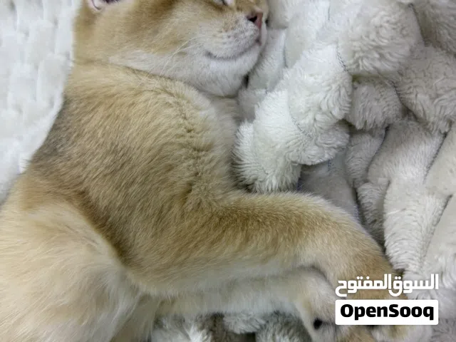 قطه سكوتش فولد