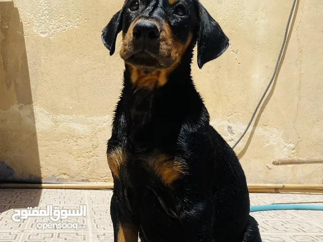جراء دوبرمان بيور